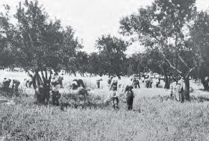 Vecchi impianti di mandorli e ulivi e colture cerealicole (Fototeca del Museo Civico di Agrigento) 1920 ca.